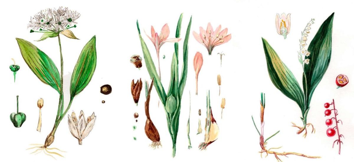 Ramslök, Liljekonvalj, Tidlösa – 3 växter deras blad kan förväxlas
